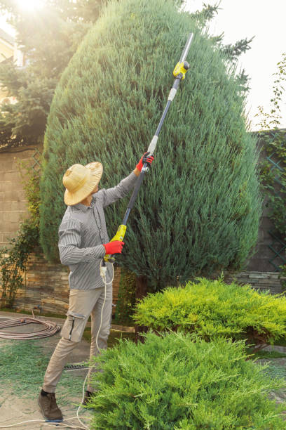 Best Arborist Services Near Me  in Anadarko, OK